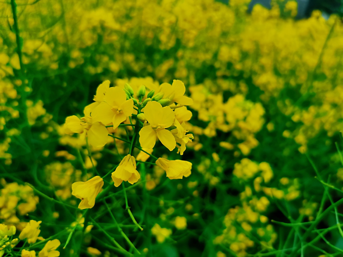 油菜花春天踏青黄色美丽花朵