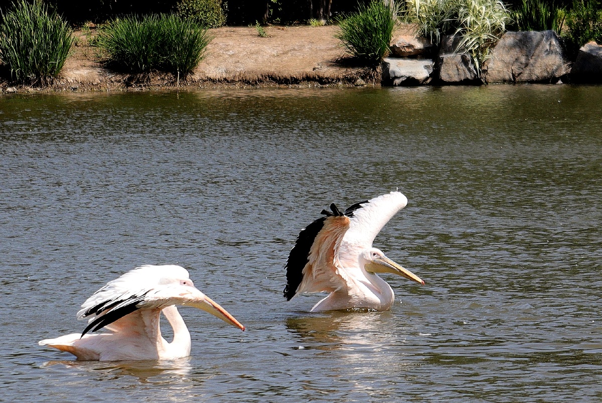 水上公园动物园里的大型水禽鸟类鹈鹕,形态各异的优美的舞姿.