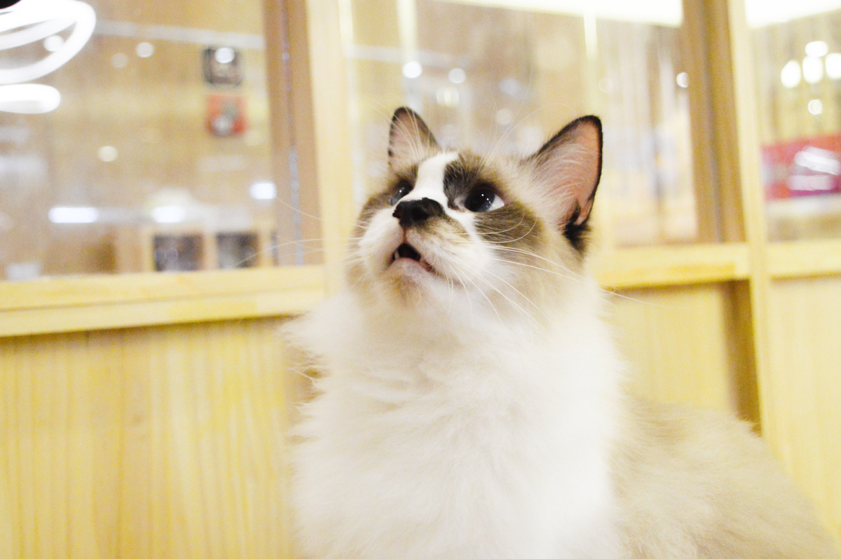 猫布偶猫 橘猫 - 夏因啊shine - 图虫