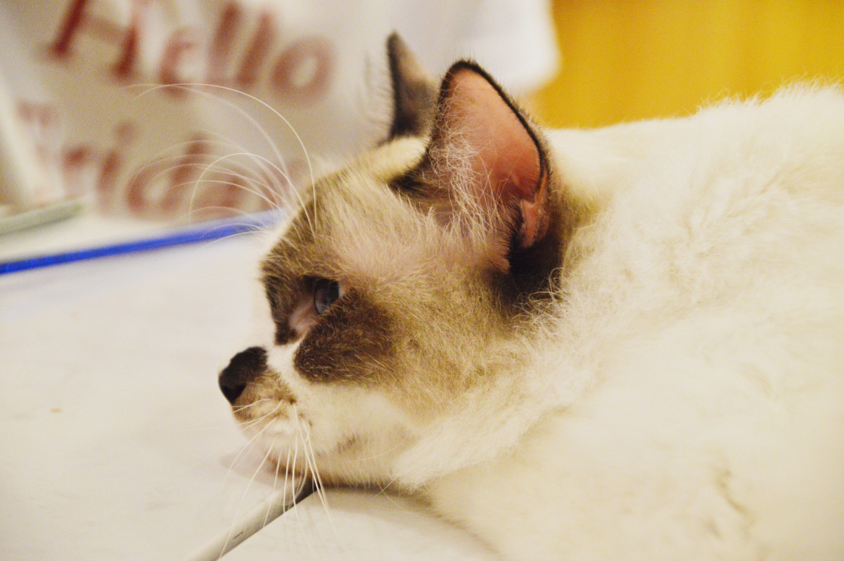 猫布偶猫 橘猫 - 夏因啊shine - 图虫