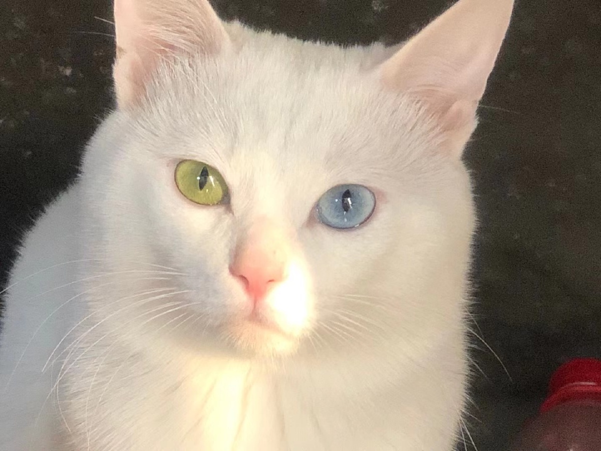 双瞳猫咪 独一无二