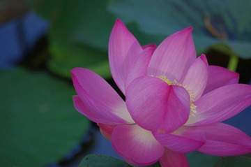 荷花