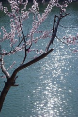 湖光