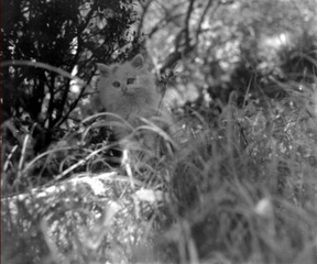 花坛小猫