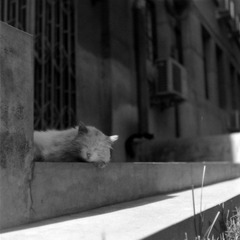 哲学楼2只猫