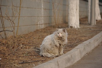 网球场的猫