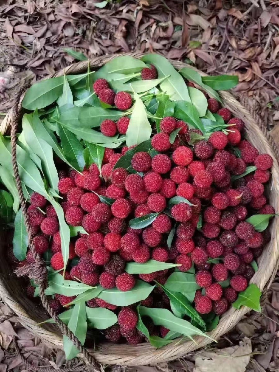 野杨梅酸酸甜甜
