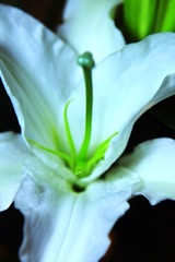 Lily 香水百合 Six