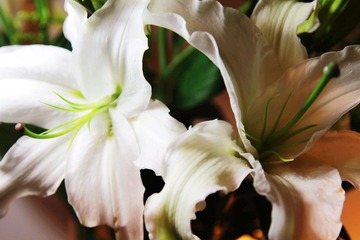 Lily 香水百合 22