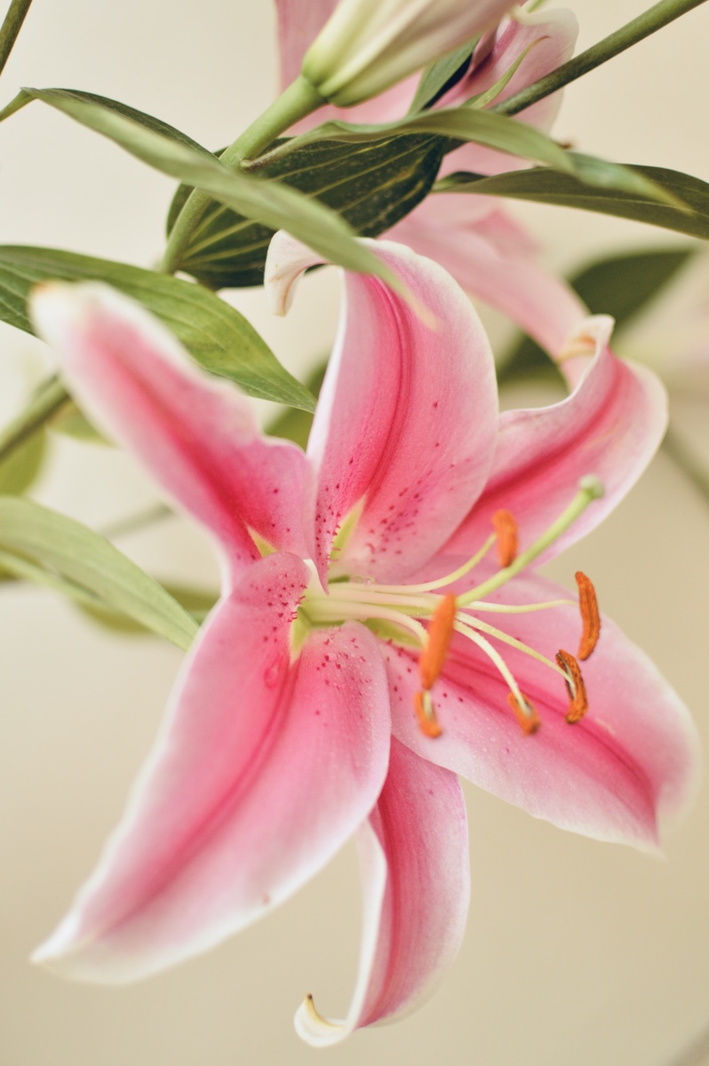 绽放的香水百合