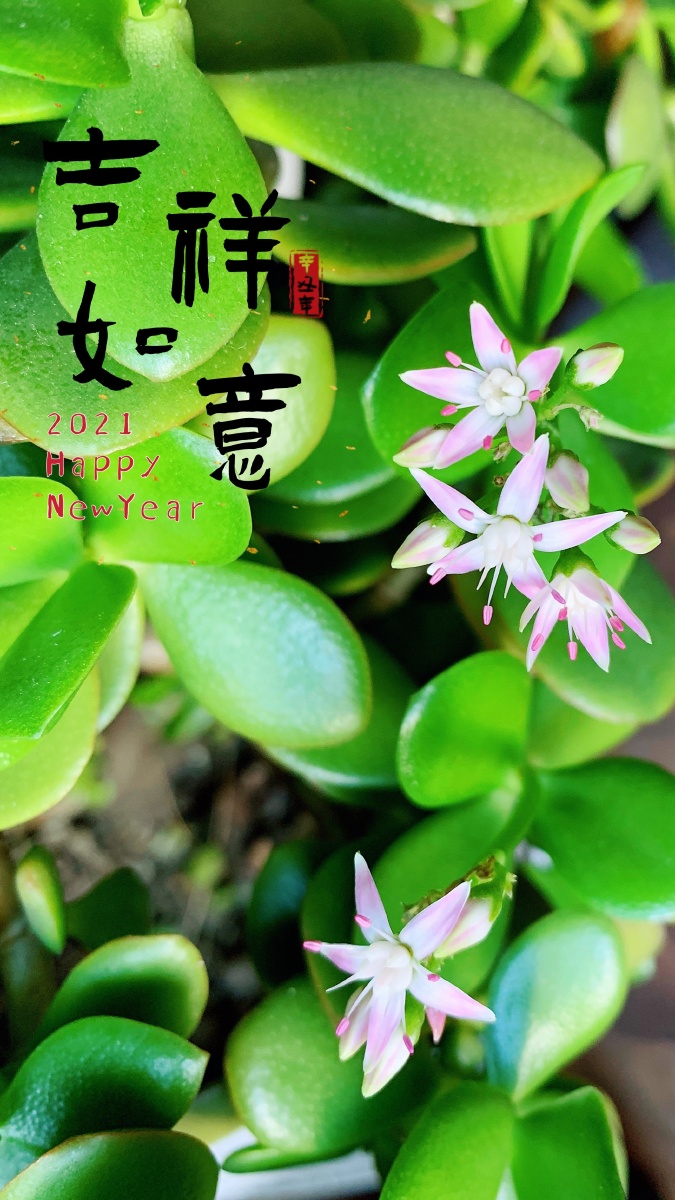玉树开花,吉祥如意 - 羽化初晴 - 图虫