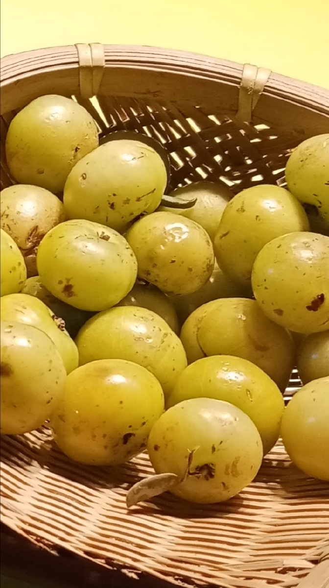 油甘子及甘榄#属于野果子之类,其性凉表寒,酸甘解油脂,适量食点有助于