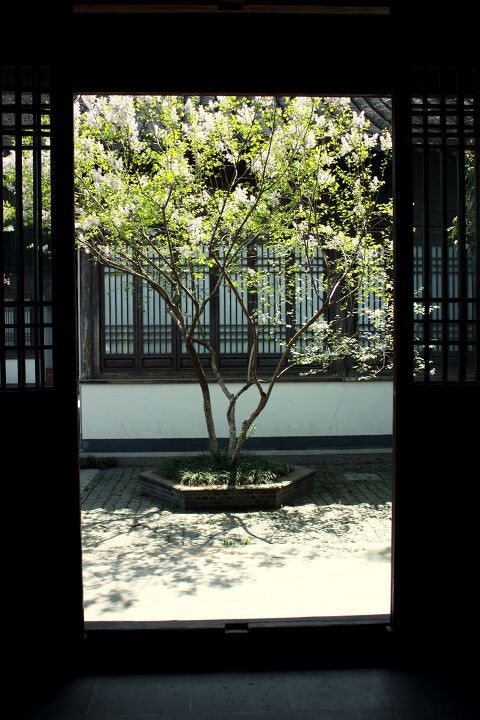 院中树<br />
