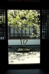 院中树