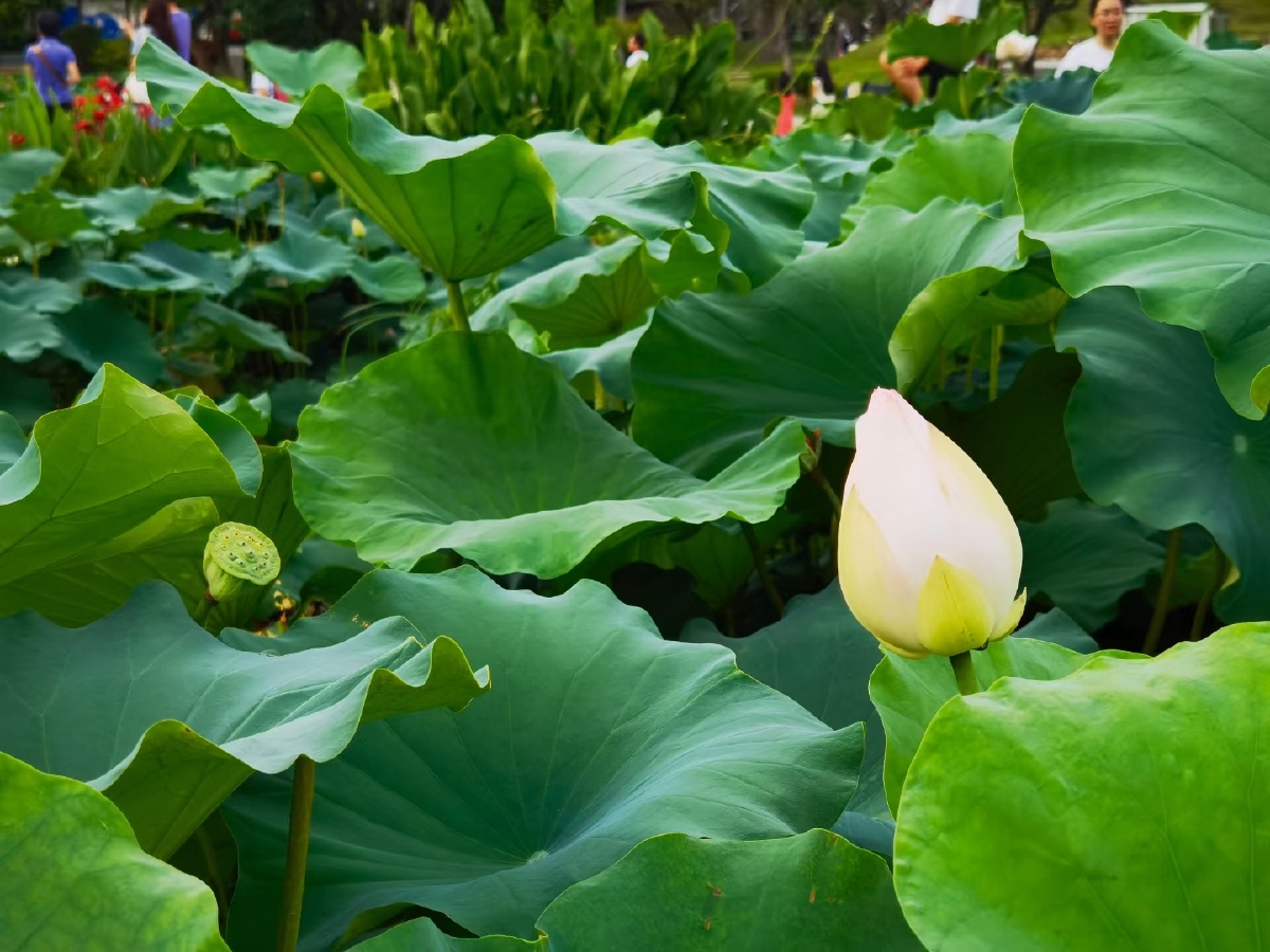 盛夏荷花清凉如水