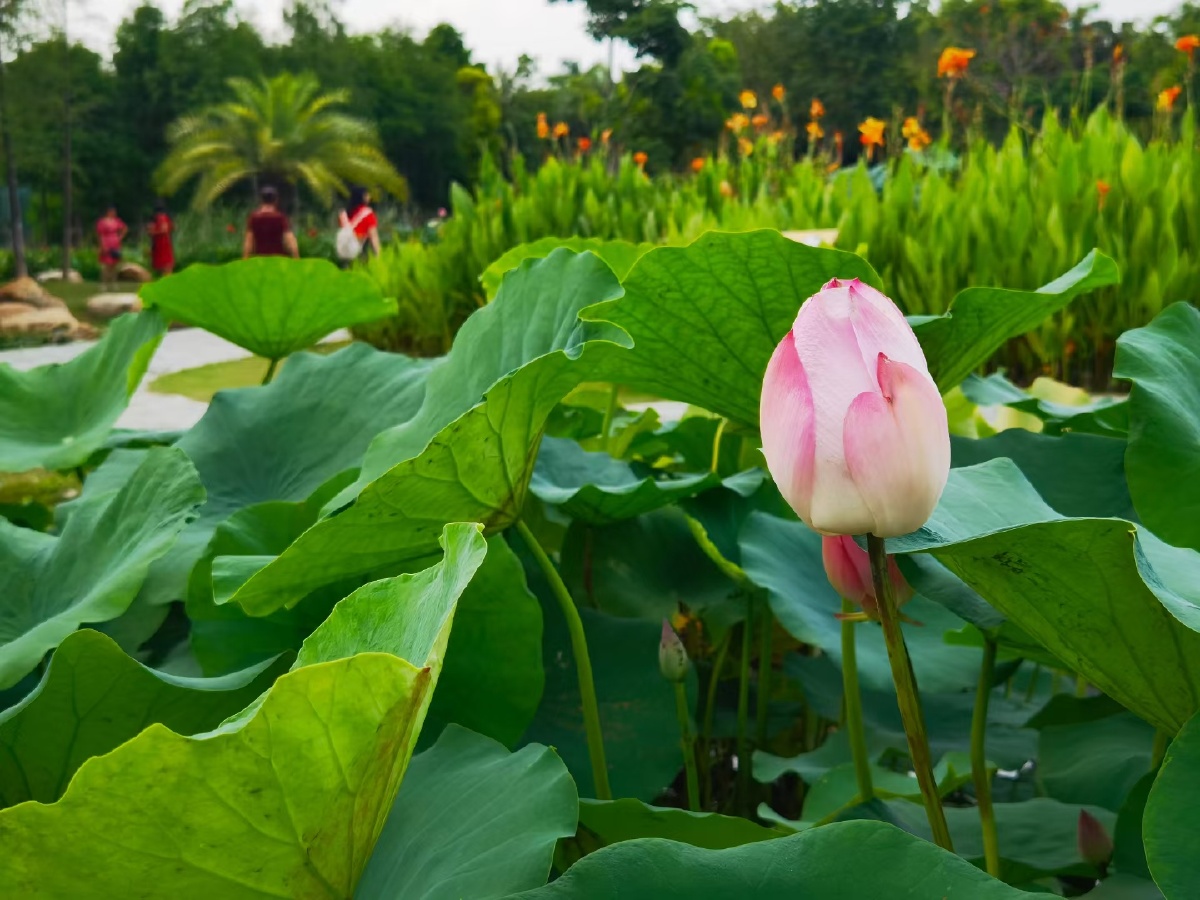 盛夏荷花清凉如水