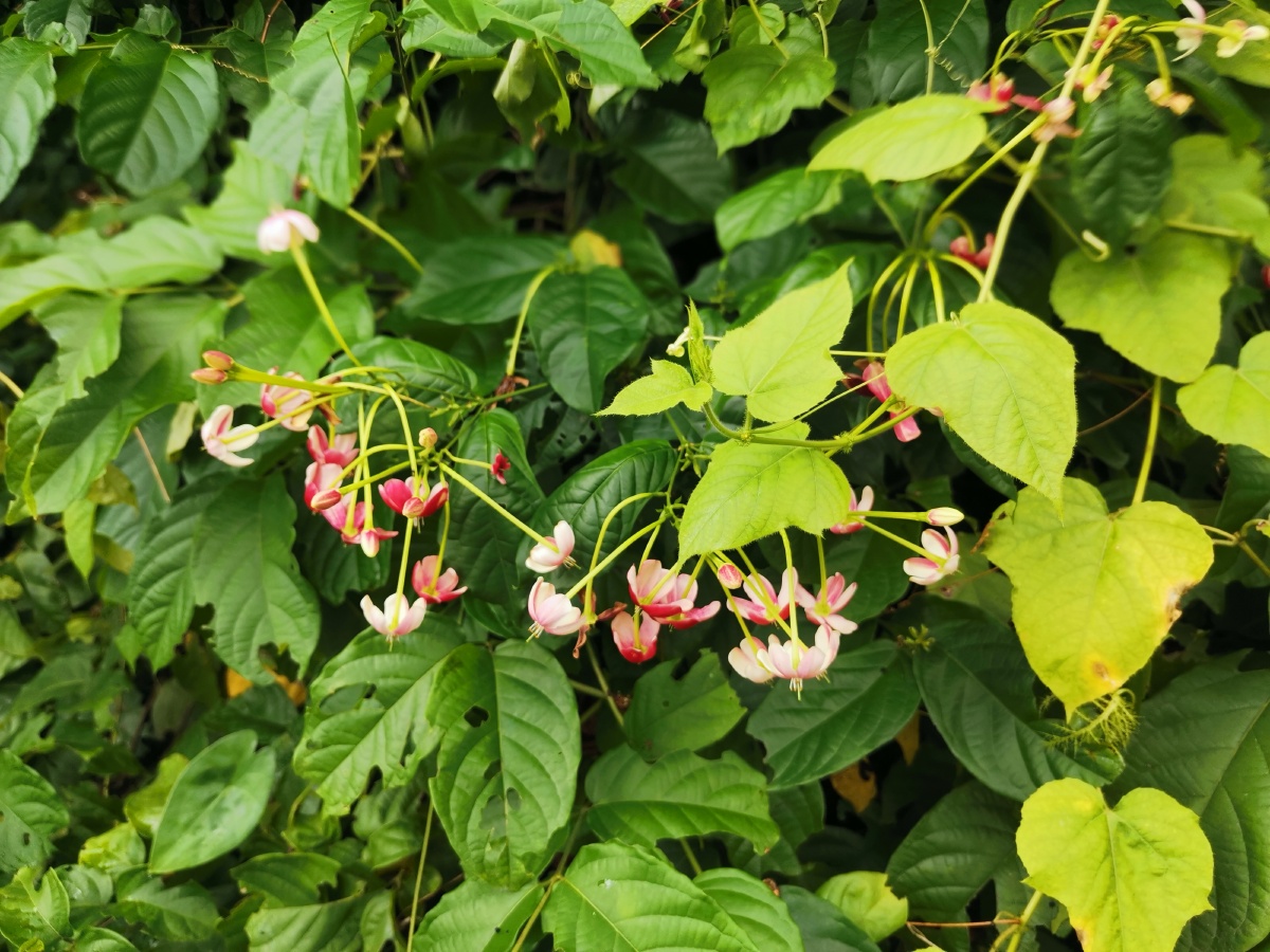 使君子花,继集之4.远观近看,浓郁子香.