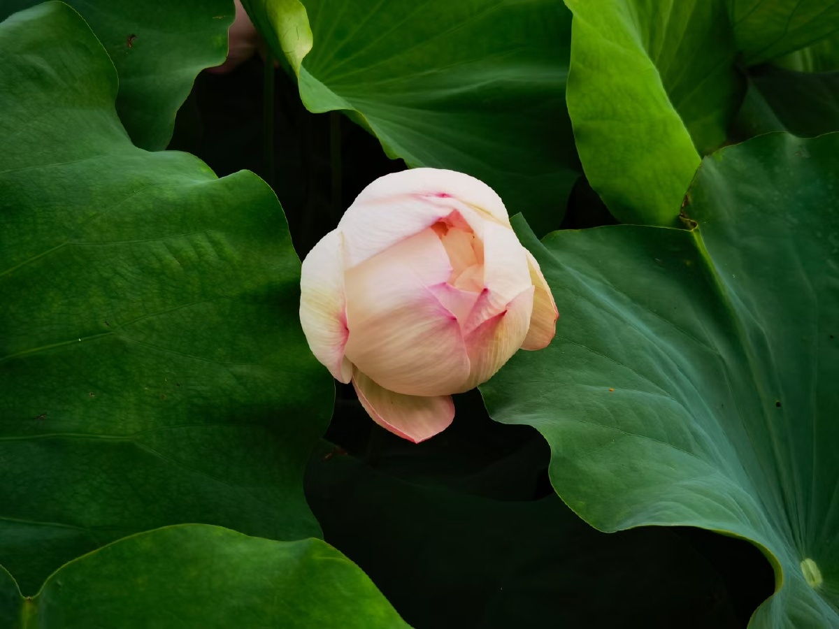 盛夏荷花清凉如水