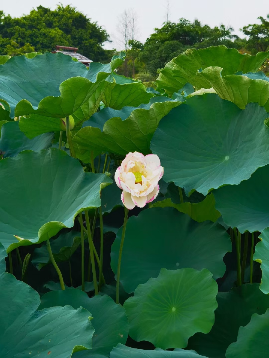 盛夏荷花清凉如水
