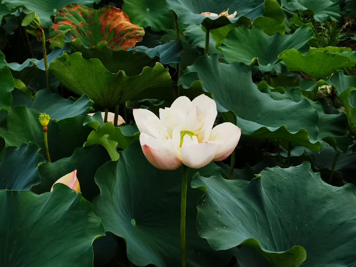 盛夏荷花清凉如水