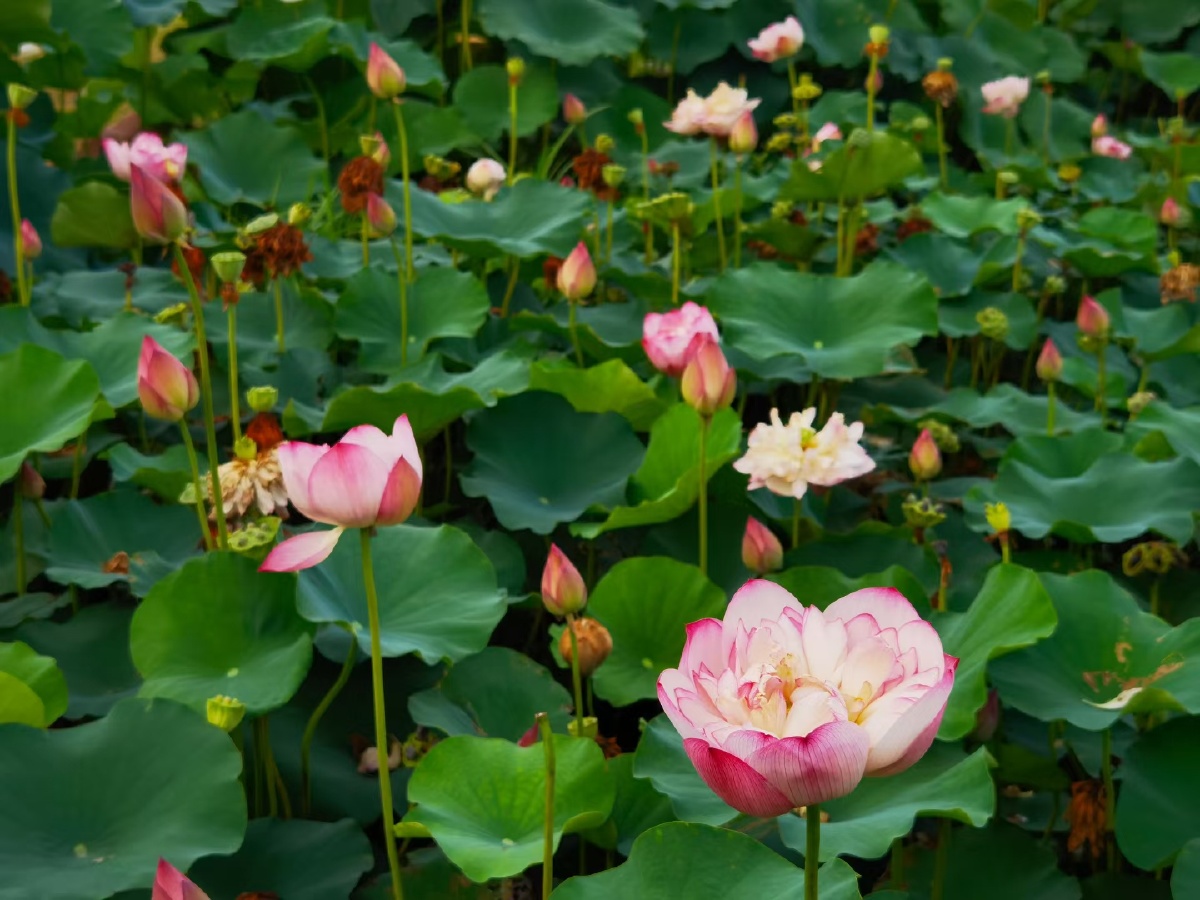 盛夏荷花清凉如水