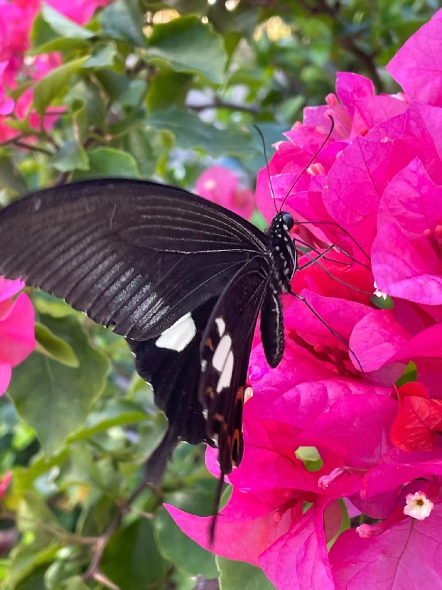 酒醉的蝴蝶又见彩虹