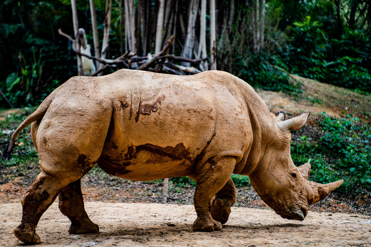 长隆动物园犀牛