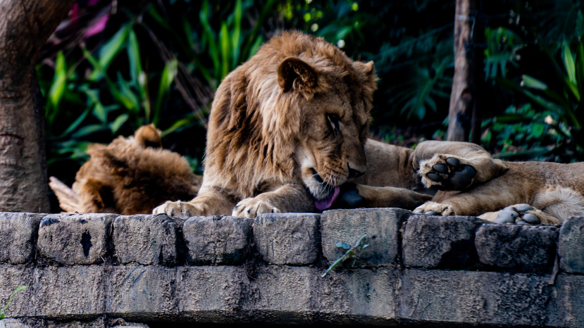 长隆动物园凶萌凶萌的小狮子