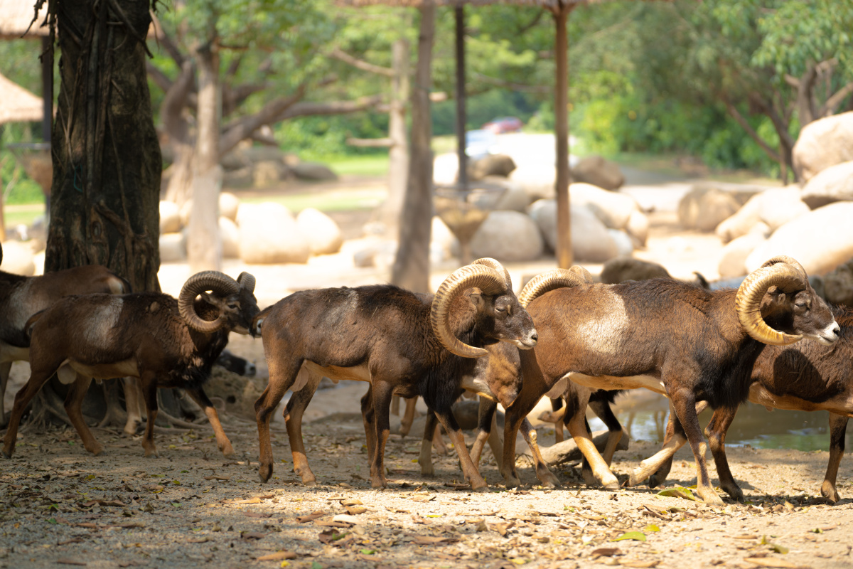 长隆动物园国家二级保护动物大角羊