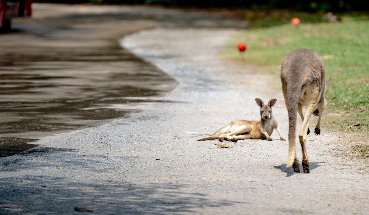 长隆动物园超级萌的小袋鼠