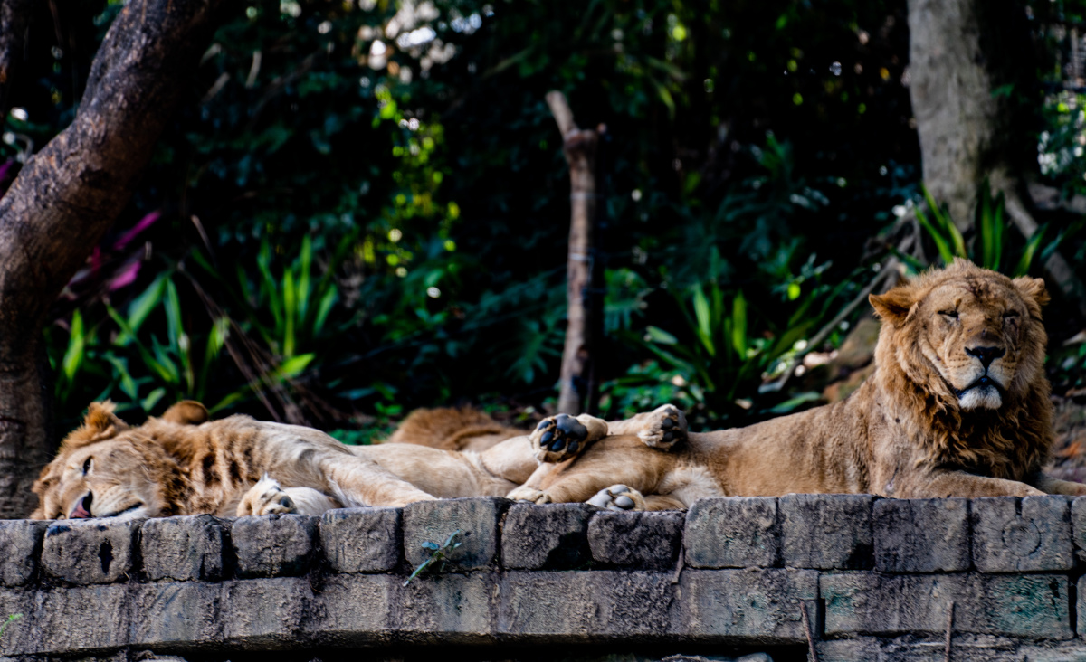 长隆动物园凶萌凶萌的小狮子 - xiaoliu1 - 图虫