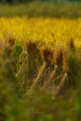 1FF612D5-5492-436F-B81B-CB3A3332AD2B/L0/001
