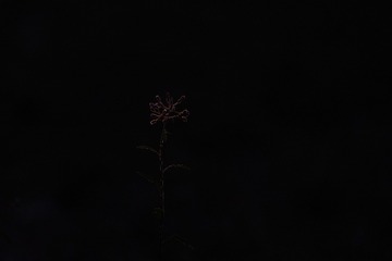 9E10CD85-98C1-4BC4-B91E-3DAE4A5E423A/L0/001