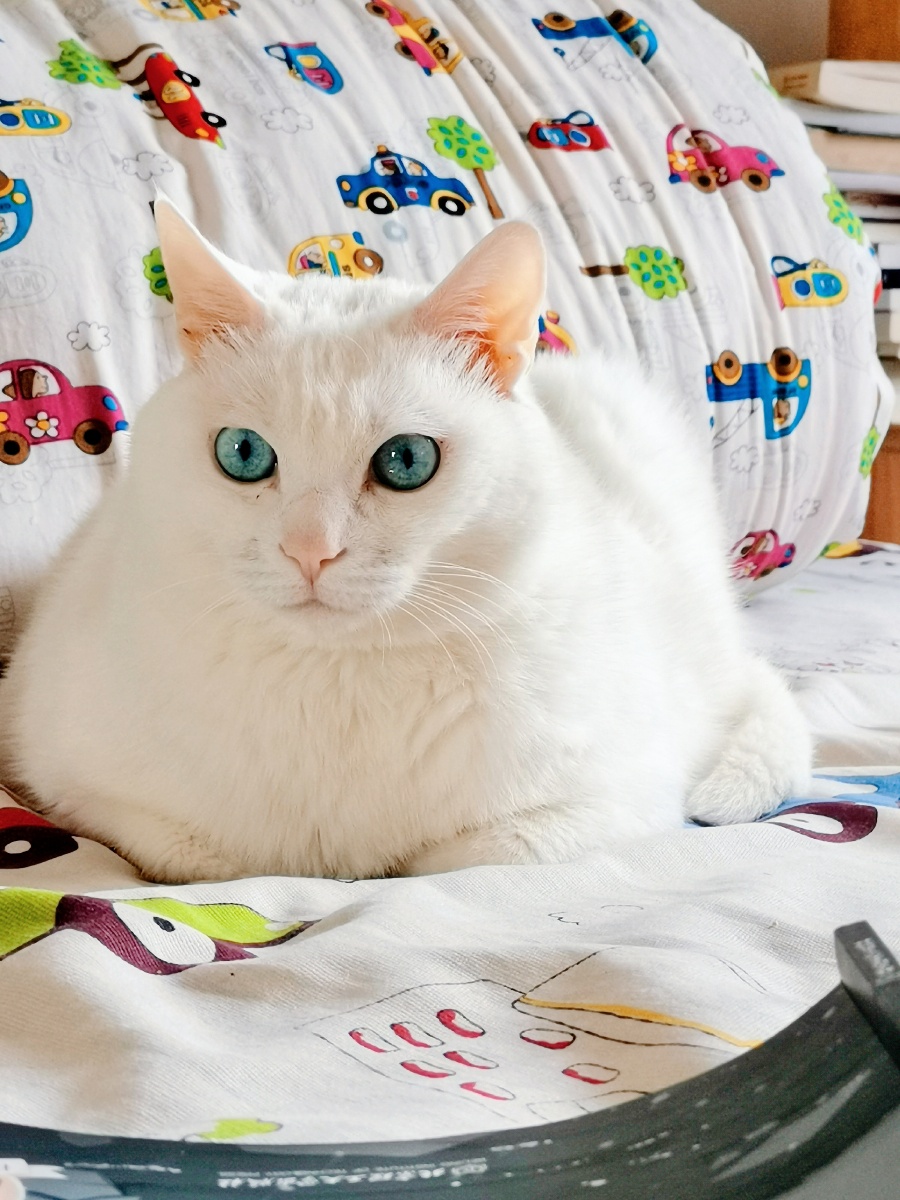 肥的流油超胖大白猫