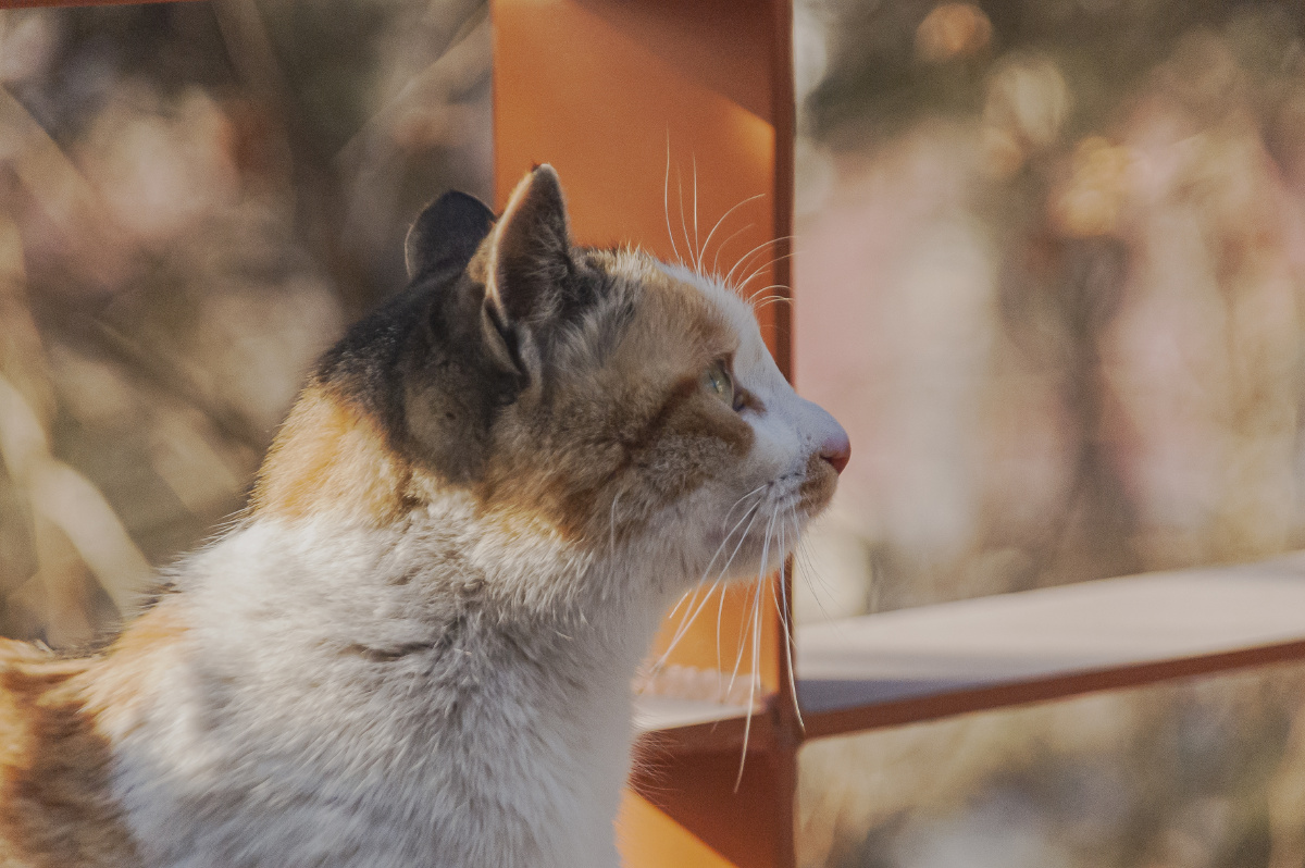 午后阳光想做一只慵懒的猫咪