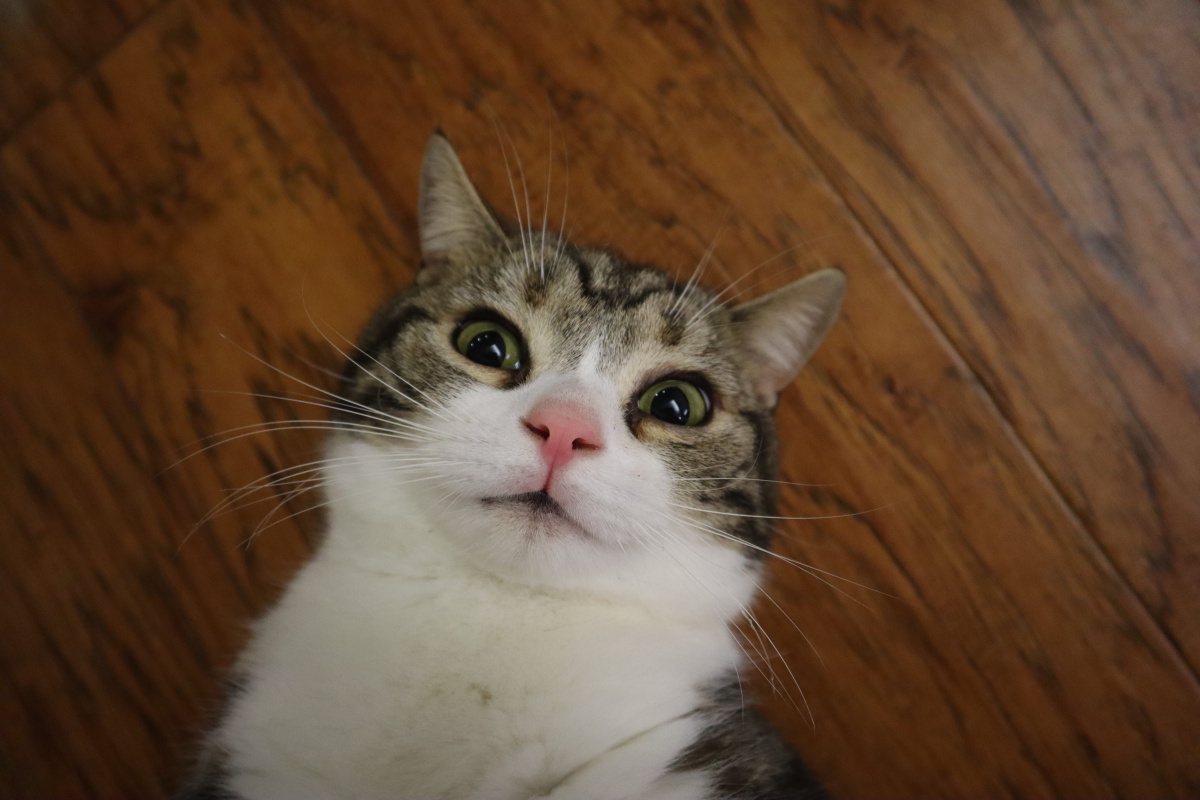 猫咪美短自拍照