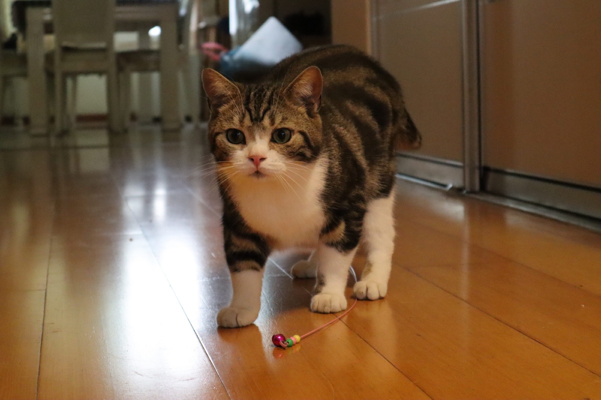 猫咪美短自拍照