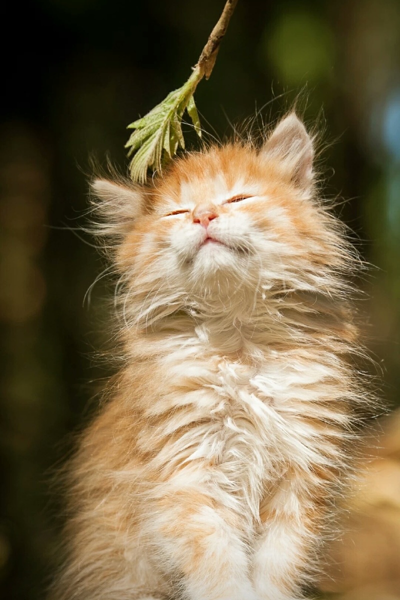 心被融化了的举手02