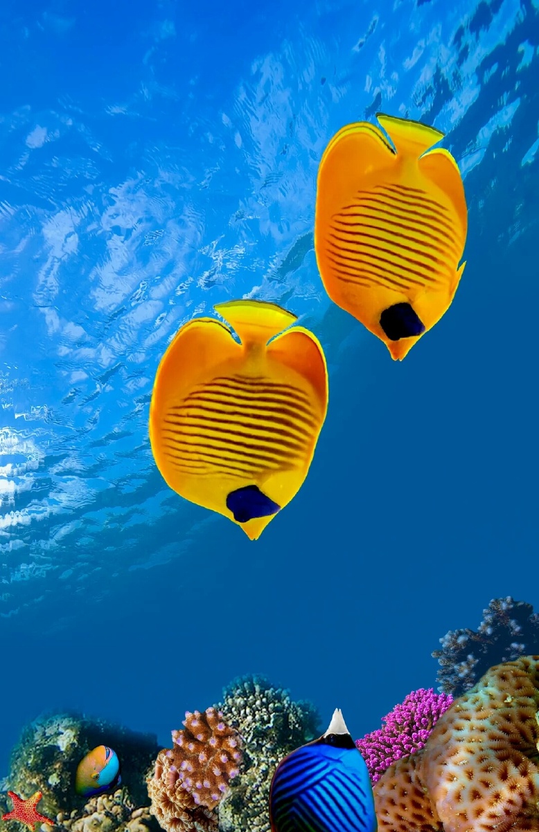 这是海洋里最神秘的鱼