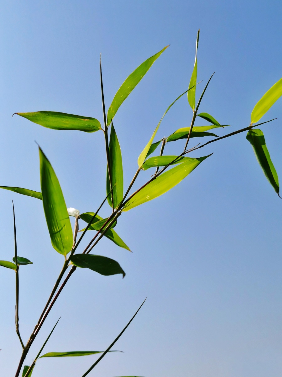 晴天和雨天拍的同一棵竹子