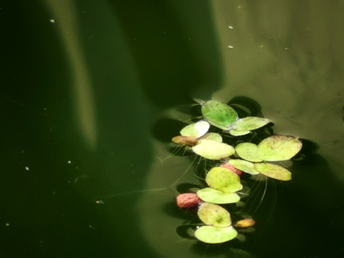 春天来了,浮萍绿了,鱼儿醒了