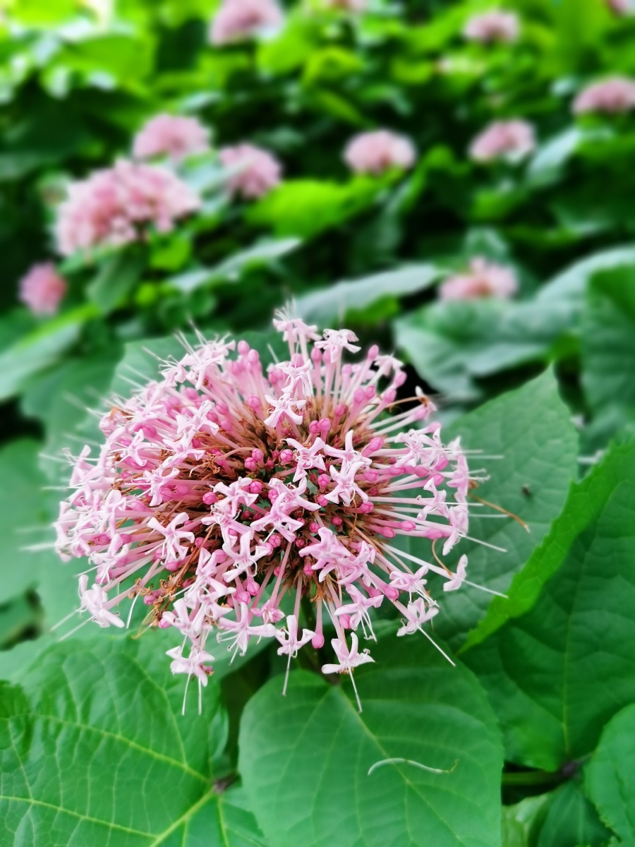 臭牡丹亦称大红袍花朵美且又大