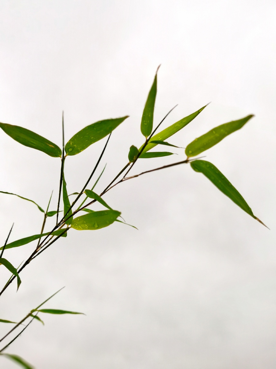 晴天和雨天拍的同一棵竹子