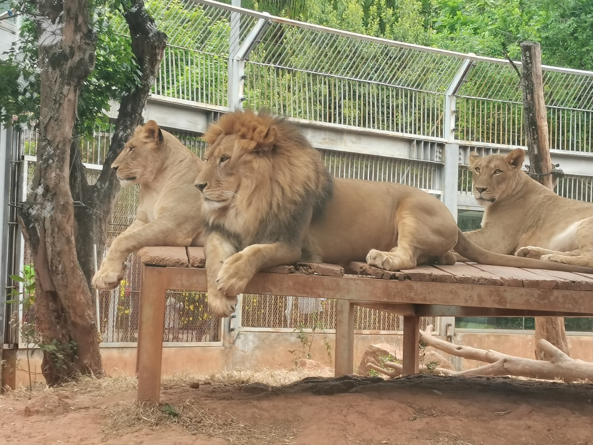 动物园猛兽区拍的铁憨憨