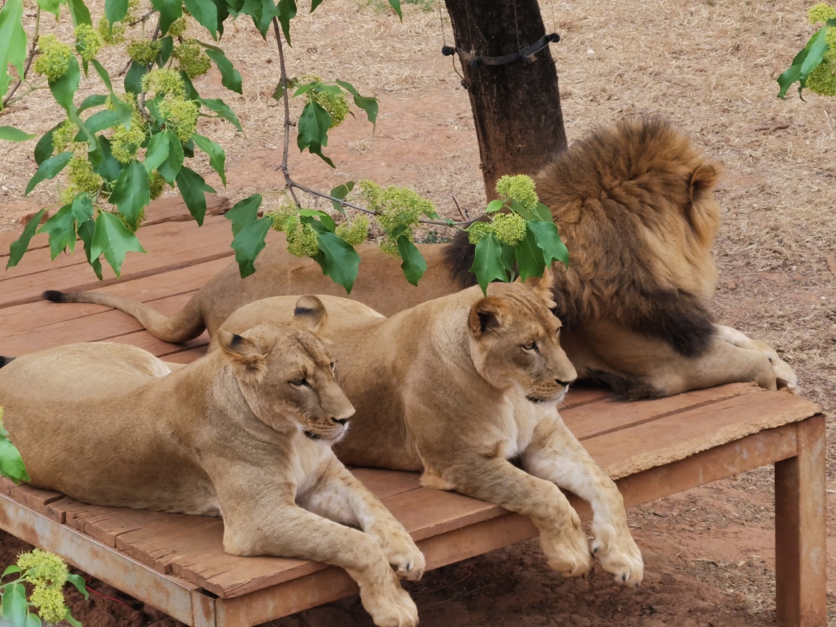 动物园猛兽区拍的铁憨憨