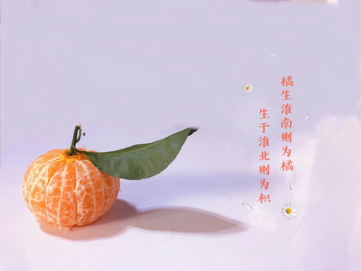 橘生淮南则为橘生于淮北则为枳