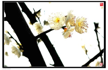梅花