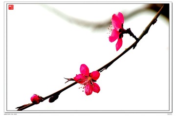 桃花