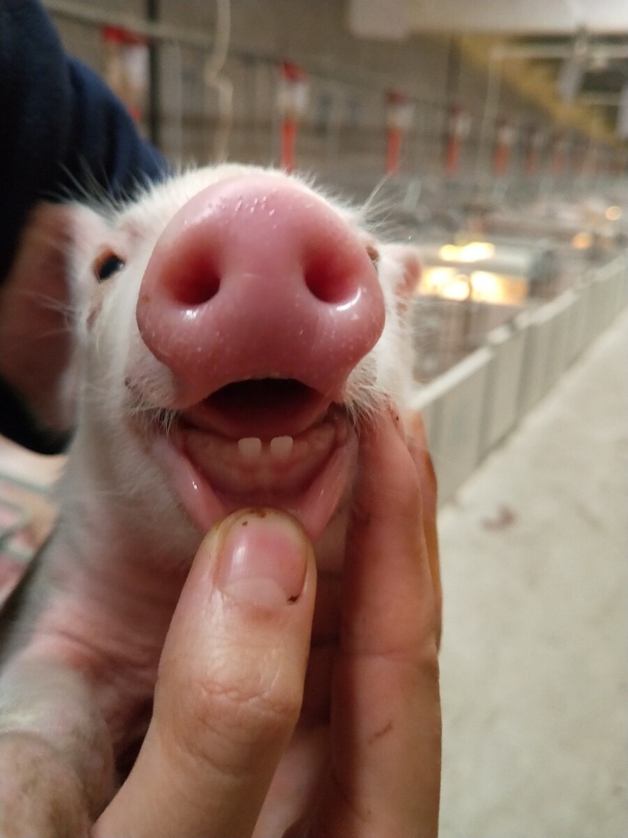 猪娃子新长的小牙齿
