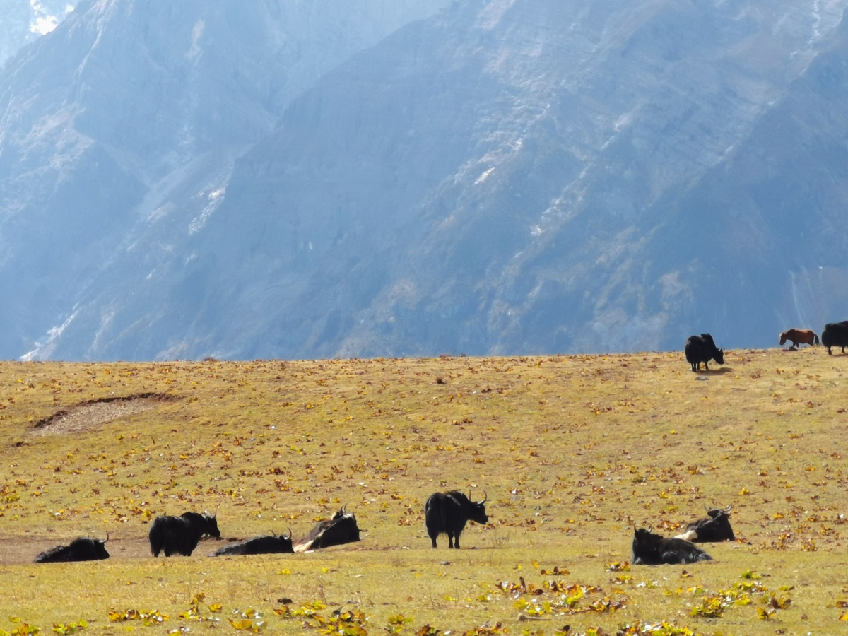 丽江玉龙雪山牦牛坪